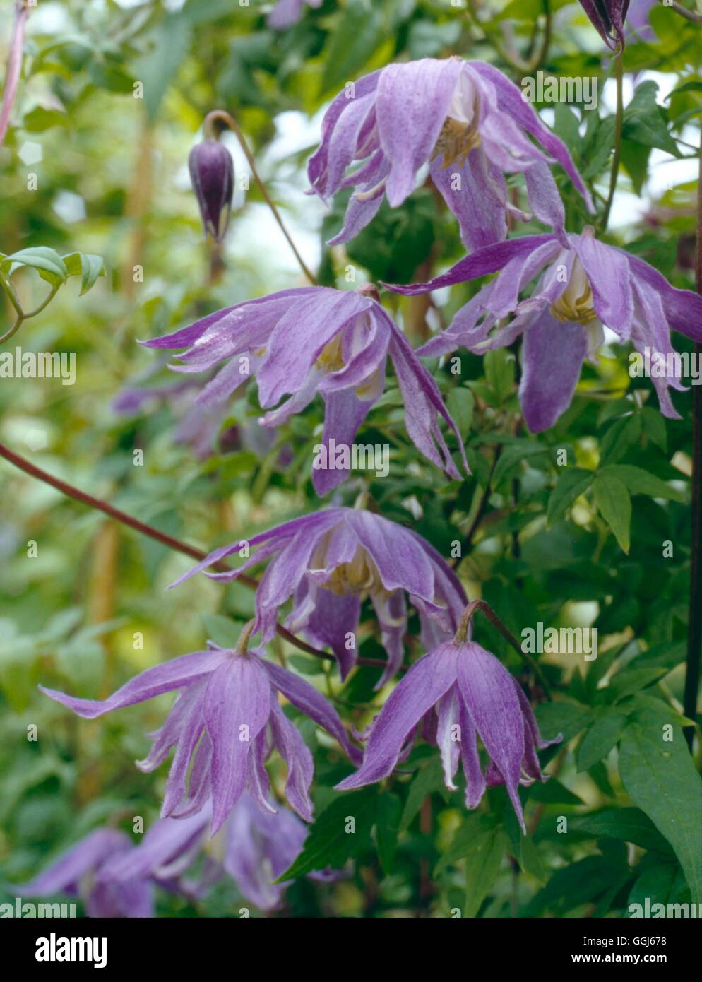 Clematis macropetala - `Jan Lindmark'   CLE015009 Stock Photo